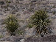 Alamo Mountain Petroglyphs