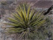 Alamo Mountain Petroglyphs