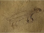 Petroglyph Trail