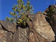 La Cieneguilla Petroglyphs