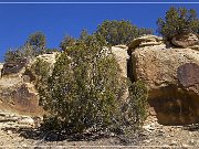 Lobo Canyon Petroglyphs