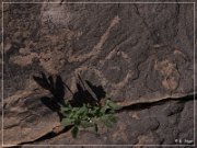 Pony Hill Petroglyphs