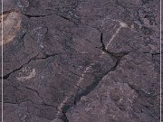 Pony Hill Petroglyphs