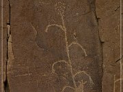 Carrizo Canyon Petroglyphs