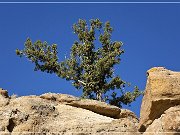 Crow Canyon Petroglyphs