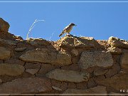 Hooded Fireplace Ruin