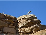 Hooded Fireplace Ruin