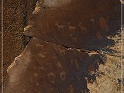 Shay Canyon Petroglyphs